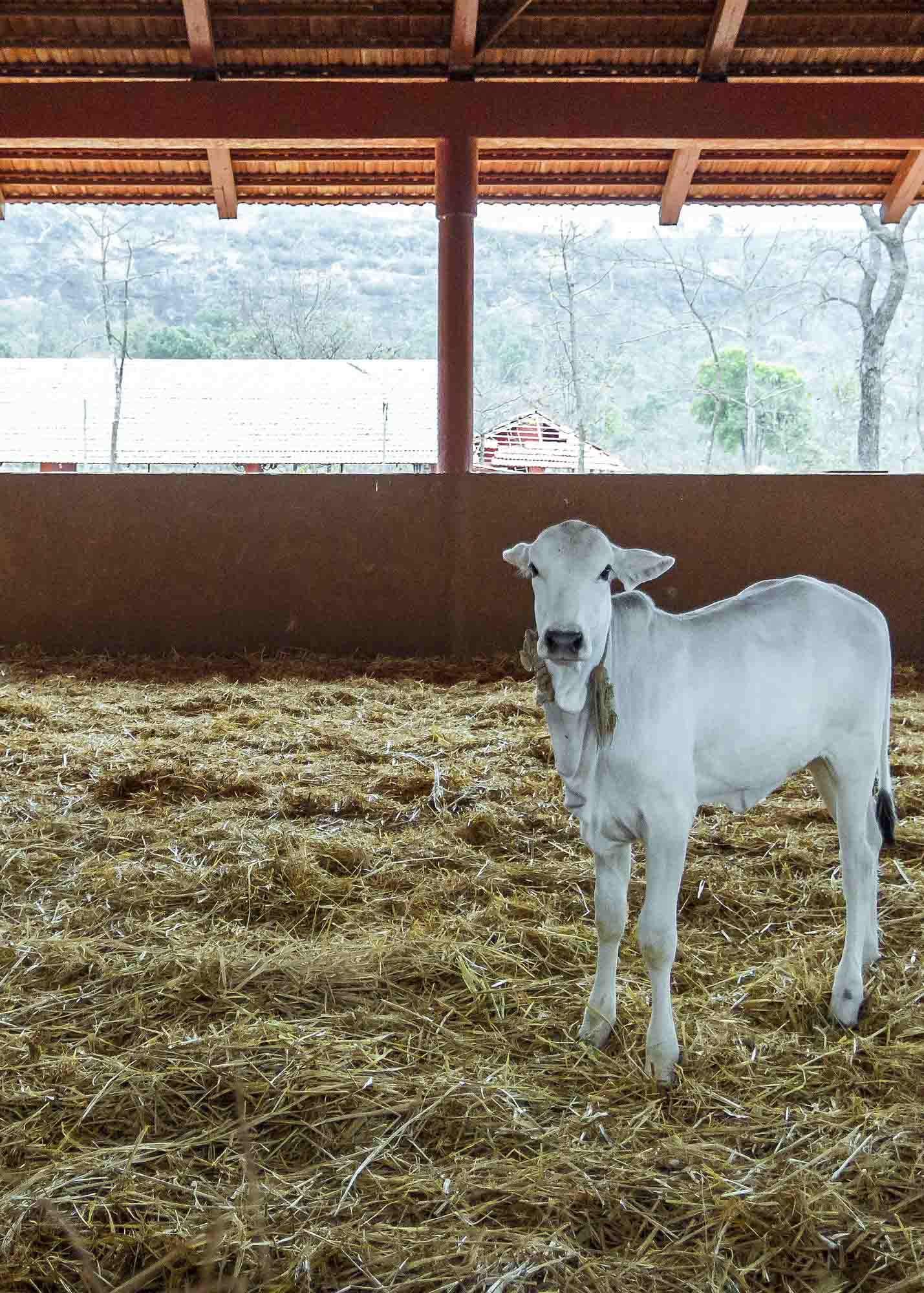 cow-protection#03