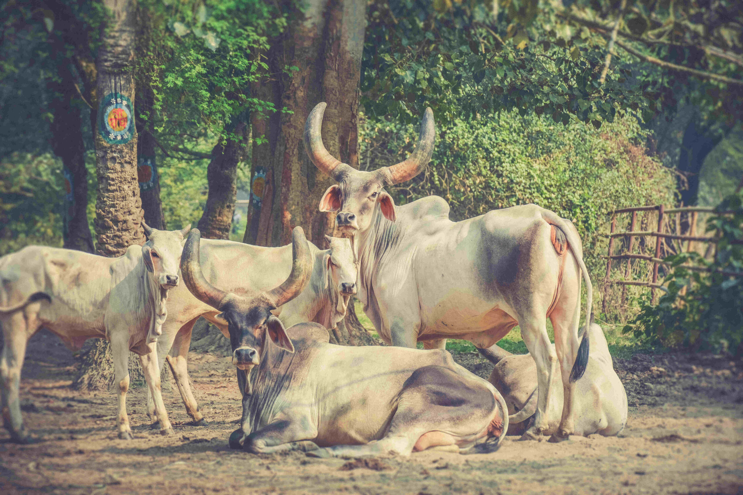 Donate for Cow Food